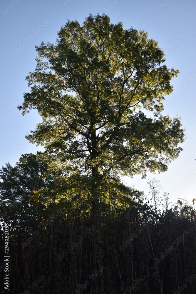 Obraz premium tree on background of blue sky