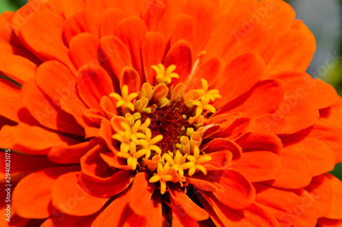 Fototapeta Naklejka Na Ścianę i Meble -  Flor laranja