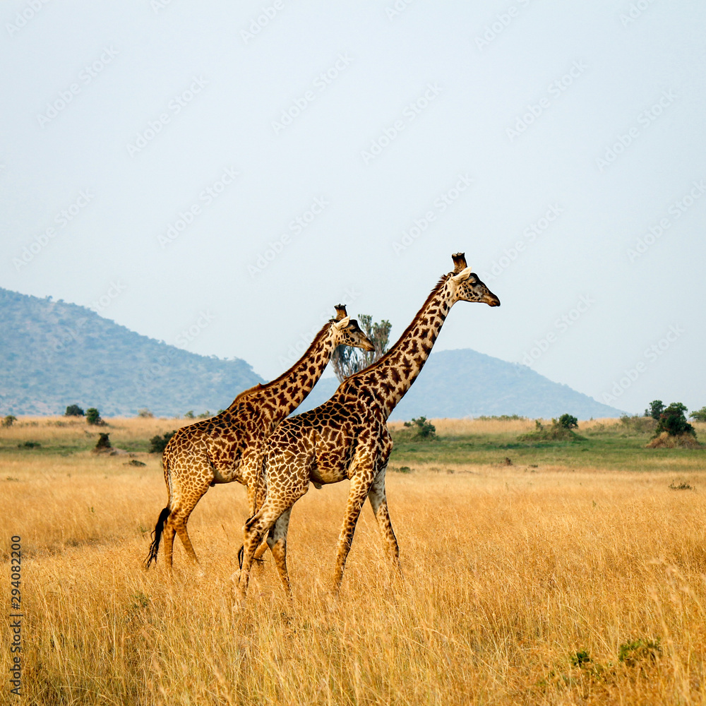 Fototapeta premium Two Masai or Kilimanjaro Giraffe - Scientific name: Giraffa tippilskirchi - Walking Elegantly through the African Savanna