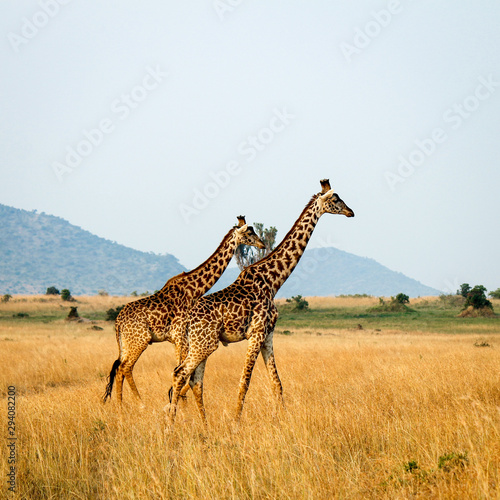 Two Masai or Kilimanjaro Giraffe - Scientific name: Giraffa tippilskirchi - Walking Elegantly through the African Savanna photo