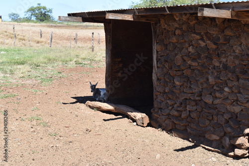 Goats resting in the shade