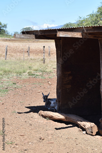Goats resting in the shade
