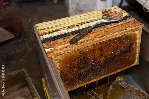Harvesting honey