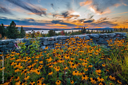 field of sunflowers and blue sky with clouds