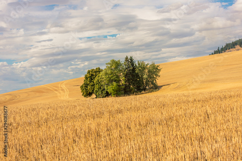 copse of trees in a grain field