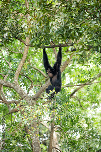 Siamang gibbon in the forest © Steve Lovegrove