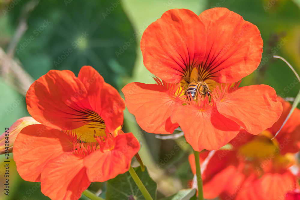 Orange Red Nasturtium Wildflowers and Honey Bee Orange Red Nasturtium Wildflowers and Honey Bee
