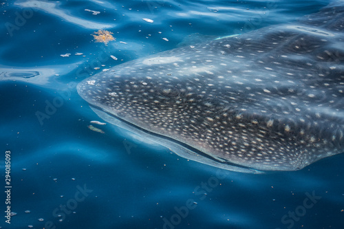Wild Whale Shark in the Caribbean Ocean of Mexico photo