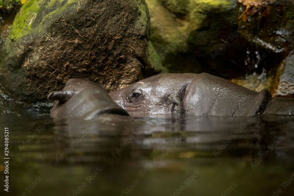 Pygmy Hippopotamus in the water