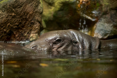 View of Pygmy Hippopotamus in the water