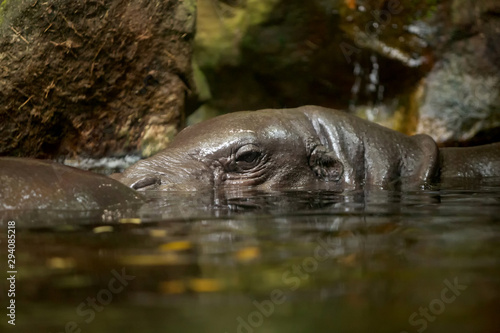 View of Pygmy Hippopotamus in the water