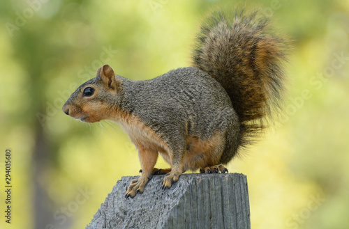 Fox squirrel or Sciurus niger perched on wooden post against background of yellowing autumn leaves