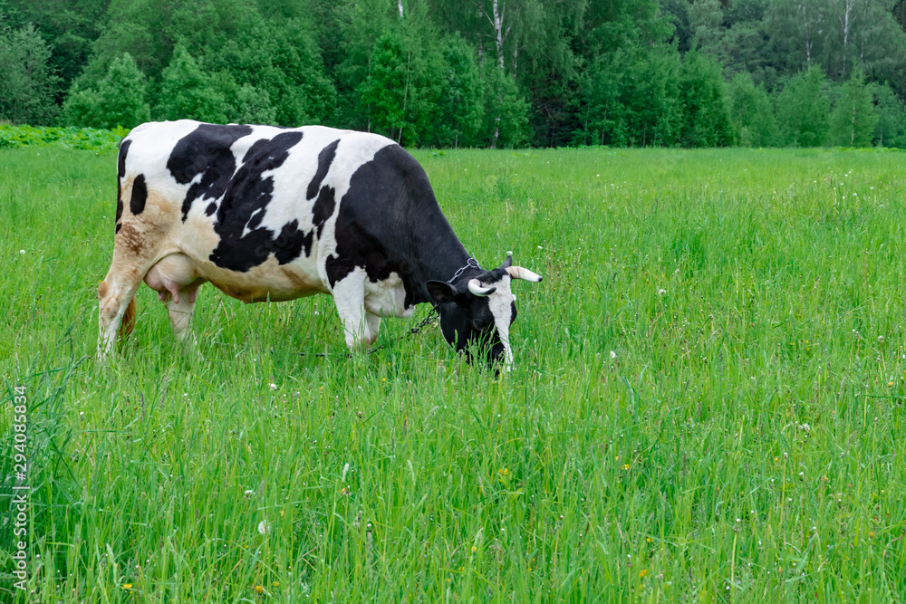 Holstein black and white spotted milk cow standing on a green rural pasture, dairy cattle grazing in the village with copy space