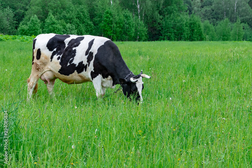 Holstein black and white spotted milk cow standing on a green rural pasture  dairy cattle grazing in the village with copy space