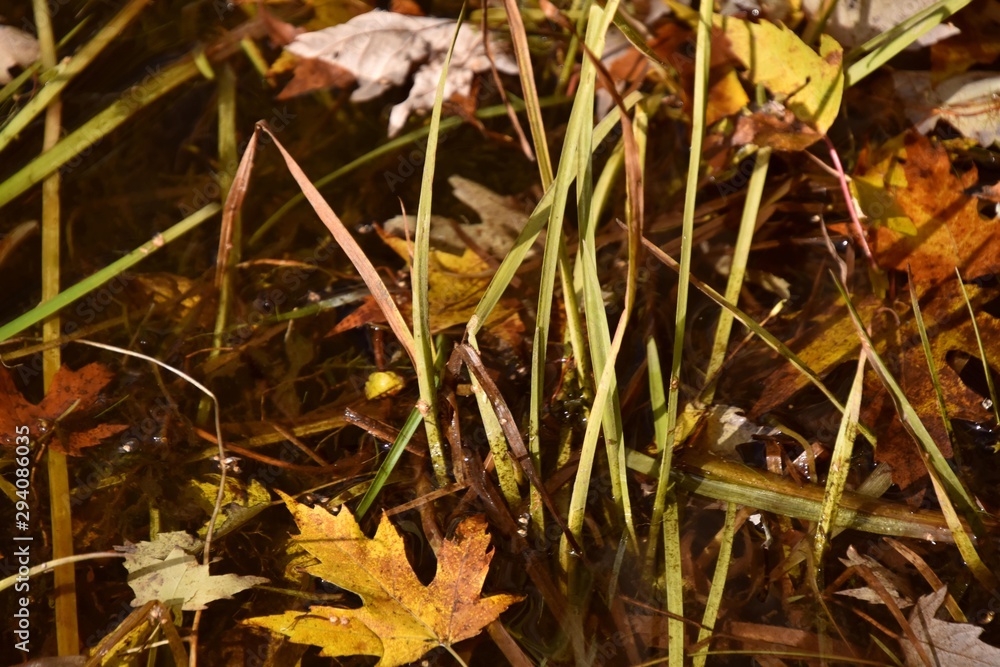 Plantes d'automne humides