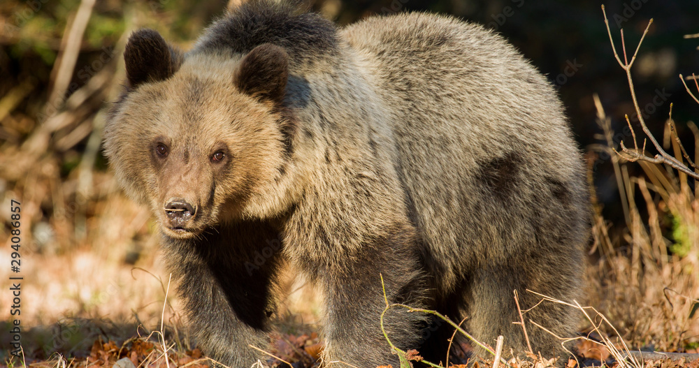 Fototapeta premium Brown bear from mountains of Croatia