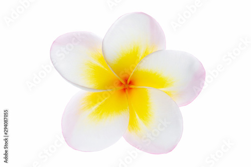 Closeup image of tropical flower frangipani known as pumeria islated at white background. photo