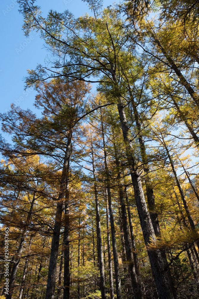Fototapeta premium 上高地
