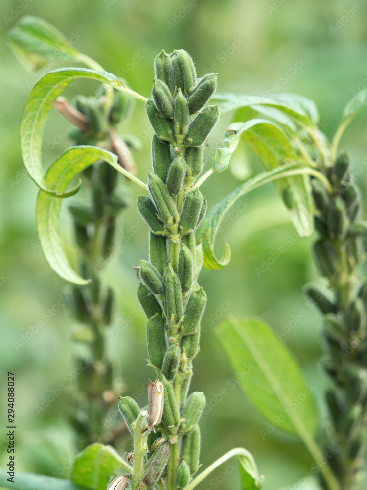 Obraz premium ゴマ畑 キンゴマ