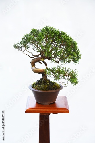 Bonsai is miniature natural landscapes in pots using trees and other plants.Bonsai practitioners shape their landscapes by pruning branches, bending them, and fixing them with wires.