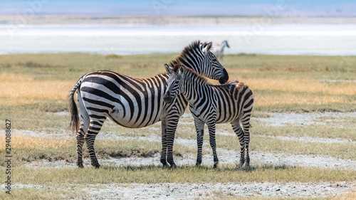 Photography Two zebras standing in the Ngorongoro crater, the mother and its baby