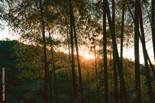sunset in the bamboo forest