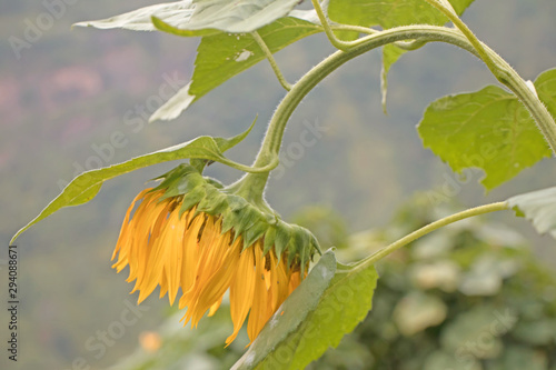 sunflower facing towards sun in a field