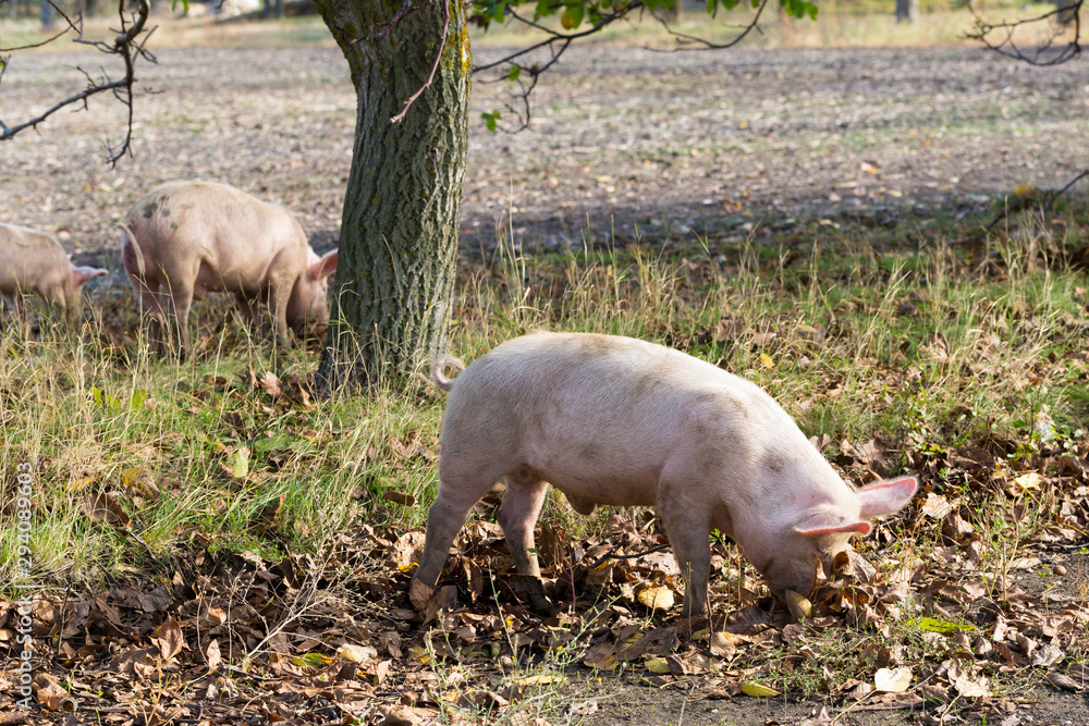 Feral domestic pigs feed on the gifts of nature. Potential vectors African swine fever virus. Feral domestic pigs feed on the gifts of nature. Potential vectors African swine fever virus.