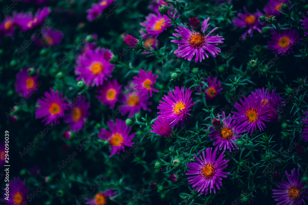 Beautiful small flowers of symphyotrichum novi-belgii in green grass. Flowering new york aster close-up. Awesome violet blossoming flowers in macro. Amazing scenic vivid purple asters. Beautiful small flowers of symphyotrichum novi-belgii in green grass. Flowering new york aster close-up. Awesome violet blossoming flowers in macro. Amazing scenic vivid purple asters.