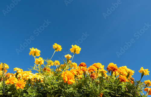 yellow and orange marigolds against a sunny blue sky
