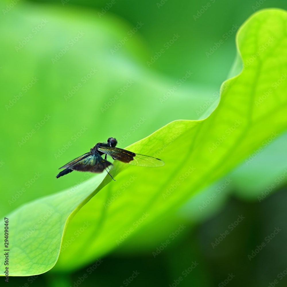 ハスの葉でくつろぐチョウトンボメス