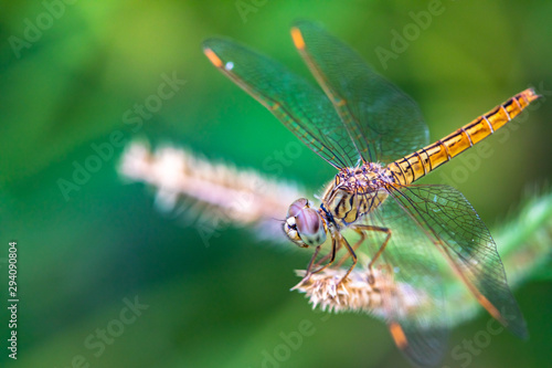 Detail dragonfly head, winged macro image