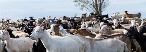 Bild auf Leinwand A herd of goats and sheep