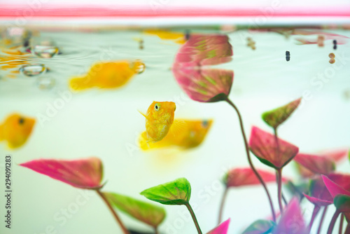 Little Molly fish, Poecilia latipinna in fish tank or aquarium. photo