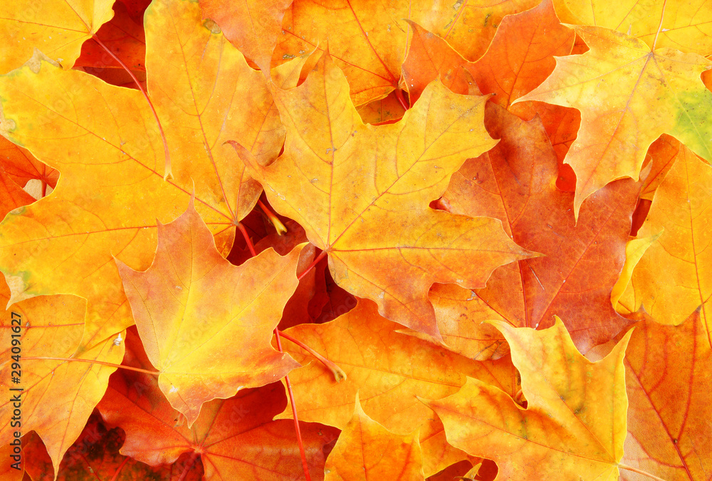 Dry maple leaves background