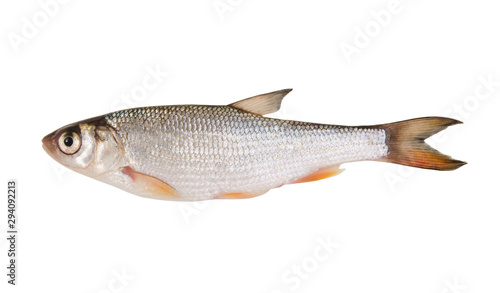 Small chub fish isolated on white