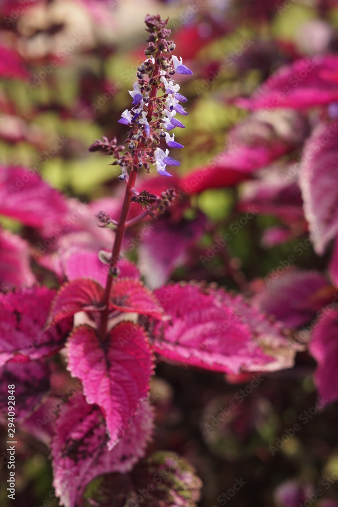 Flower Flower