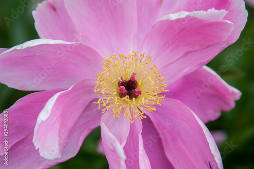 Pink peony