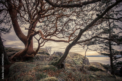 Arbutus tree landscape
