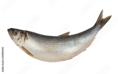 Herring fish isolated on white background