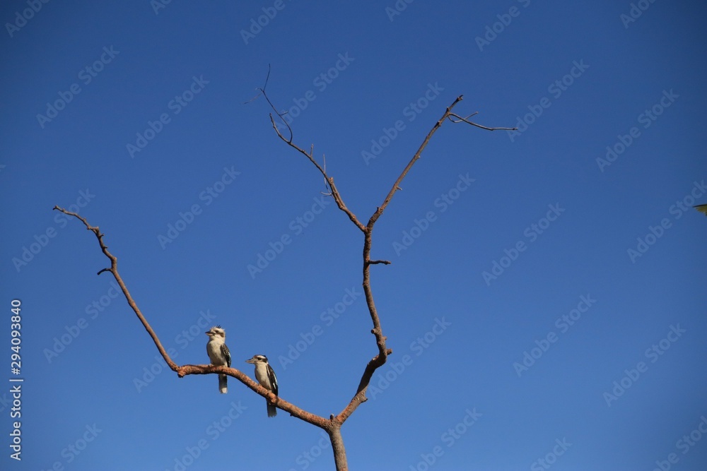 bird on a branch