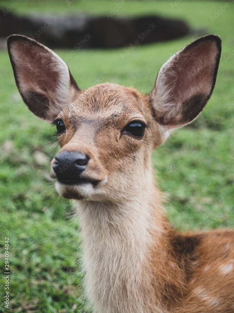 Close up young baby deer