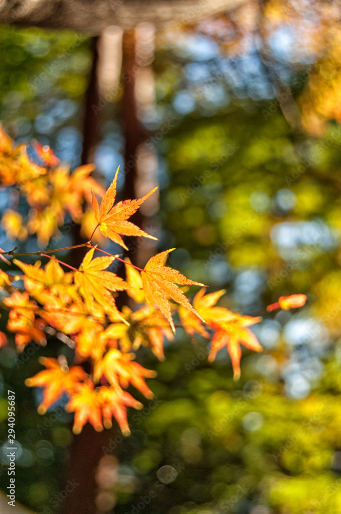 autumn leaves autumn leaves