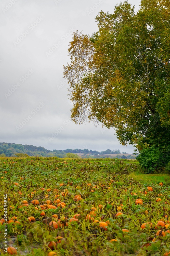 Pumpkins growing in a field with a tree
