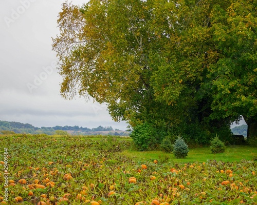 Ripe pumpkins growing in field in October