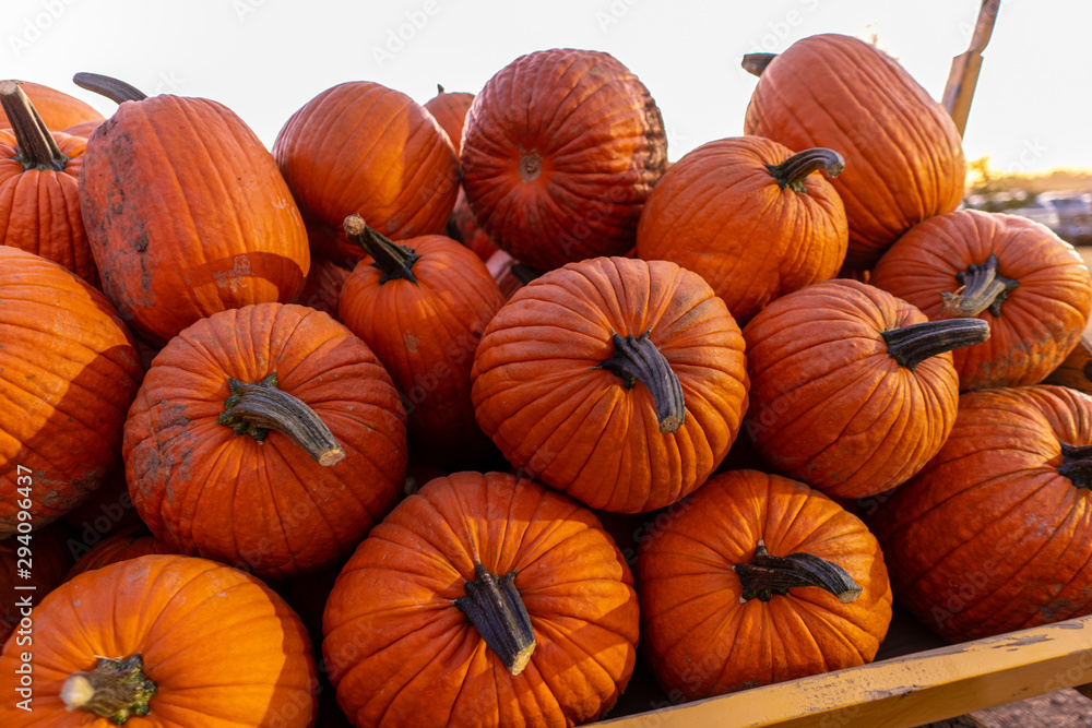 pumpkins at farmers market pumpkins at farmers market