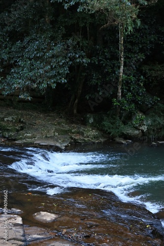 river in the forest