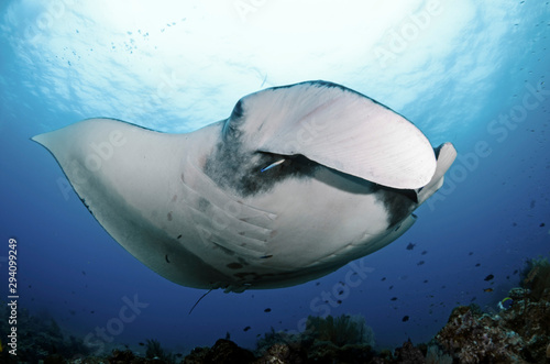 Manta