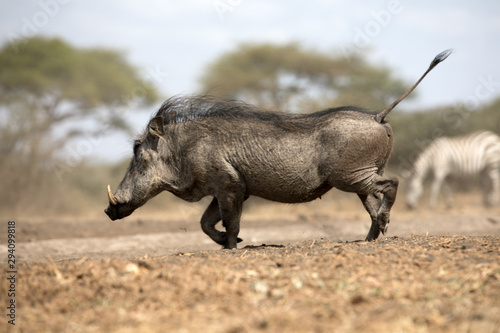 The common warthog is a wild member of the pig family found in grassland, savanna, and woodland in sub-Saharan Africa. photo