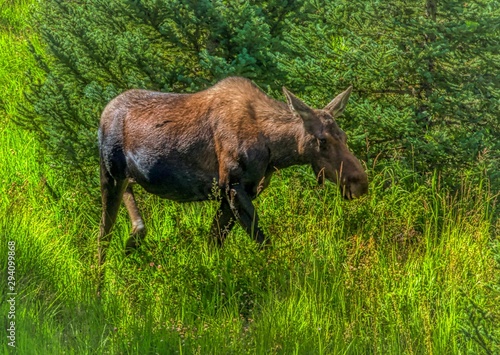Cow moose in the forest of colorado